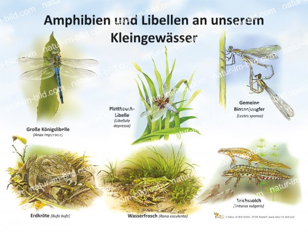 Amphibien und Libellen an unserem Kleingewässer