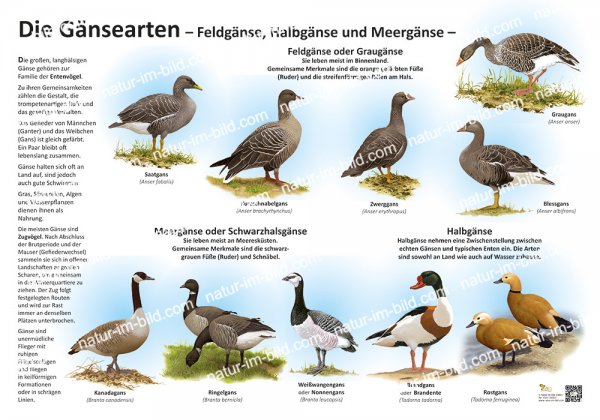 Die Gänsearten