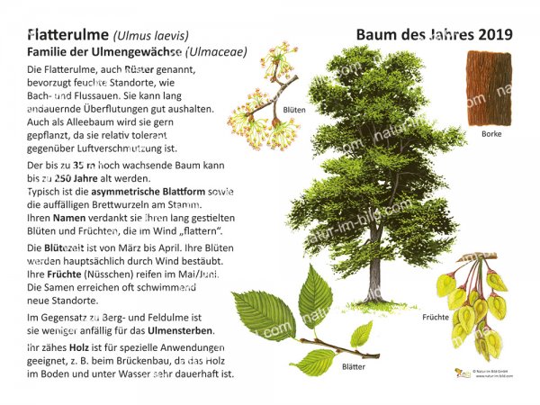 Flatterulme - Baum des Jahres 2019