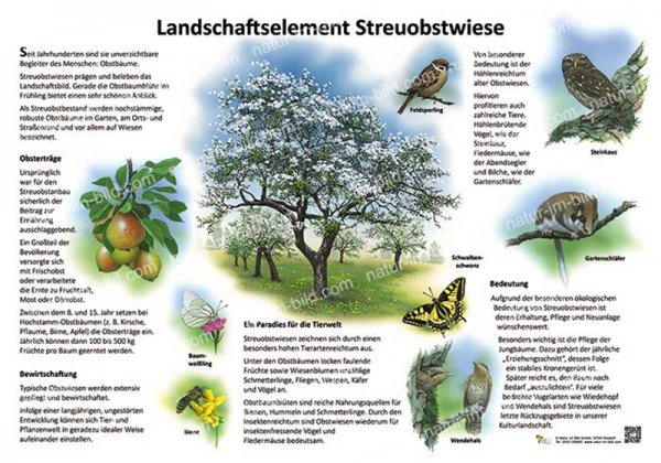 Landschaftselement Streuobstwiese - doppelseitig!