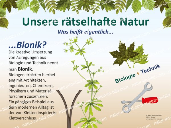 Bionik