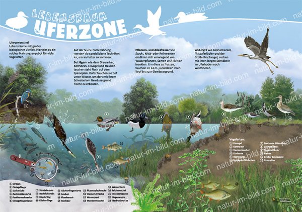 Lebensraum Uferzone