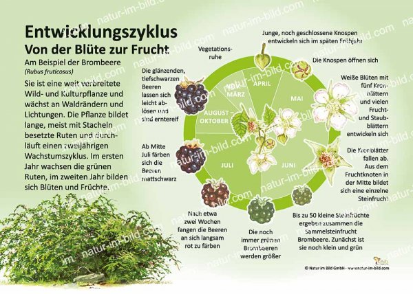 Entwicklungszyklus der Brombeere
