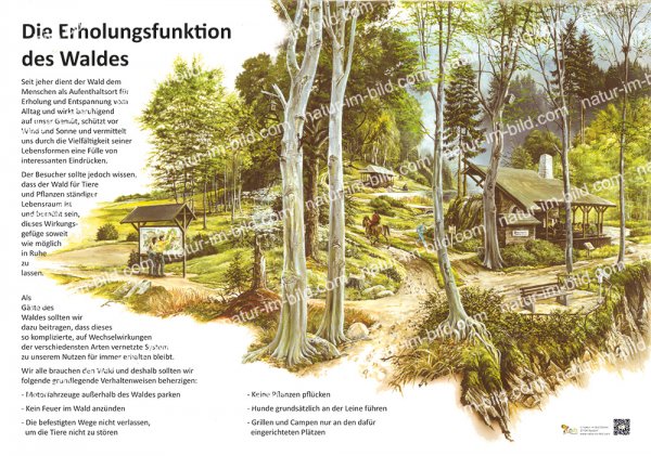 Die Erholungsfunktion des Waldes