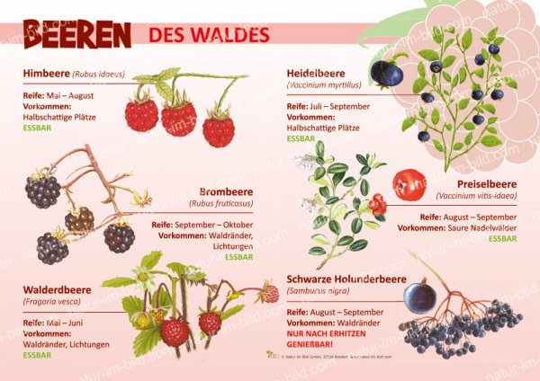 Beeren des Waldes