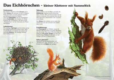 Eichhörnchen - Quiz | Natur im Bild Lehrtafeln für Natur-, Lehr- oder