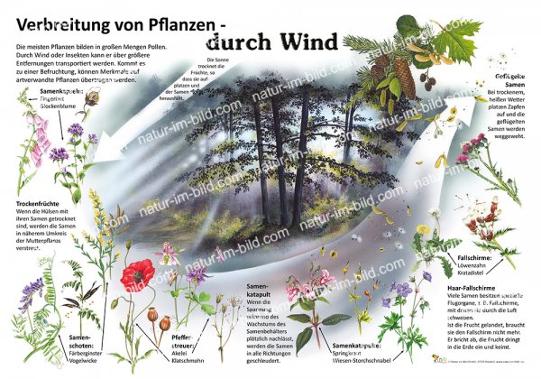 Verbreitung von Pflanzen durch Wind