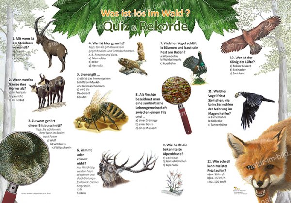 Was ist los im Wald?