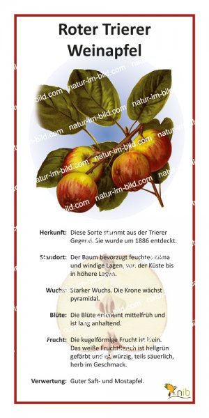 Roter Trierer Weinapfel