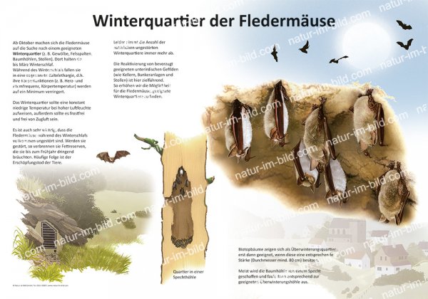 Winterquartier der Fledermäuse