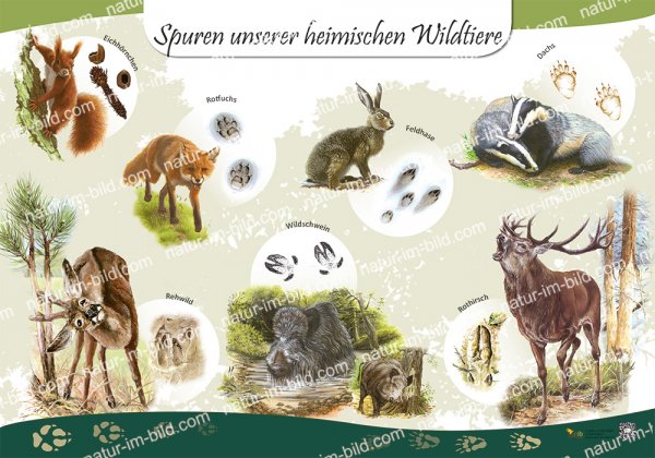 Spuren unserer heimischen Wildtiere