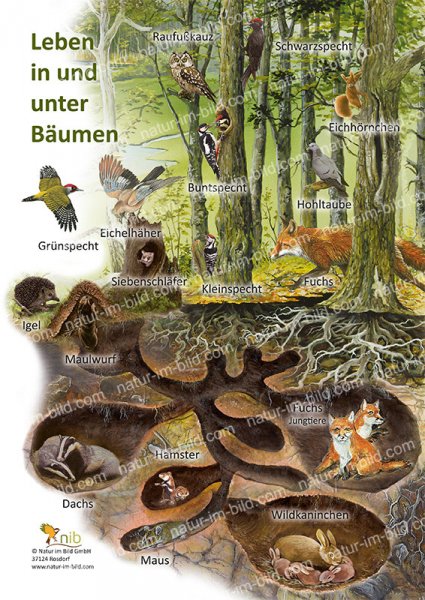 Leben in und unter Bäumen