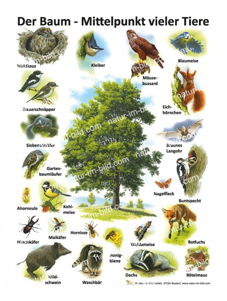 Der Baum - Mittelpunkt vieler Tiere