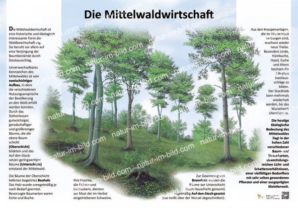 Die Mittelwaldwirtschaft