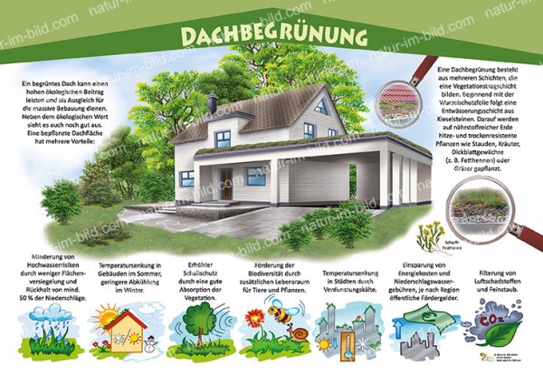 Dachbegrünung am Haus