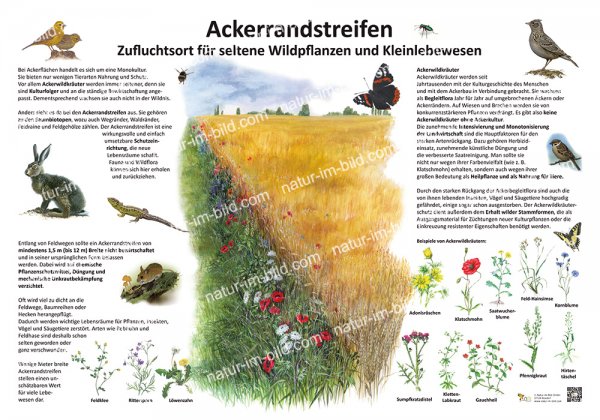 Ackerrandstreifen