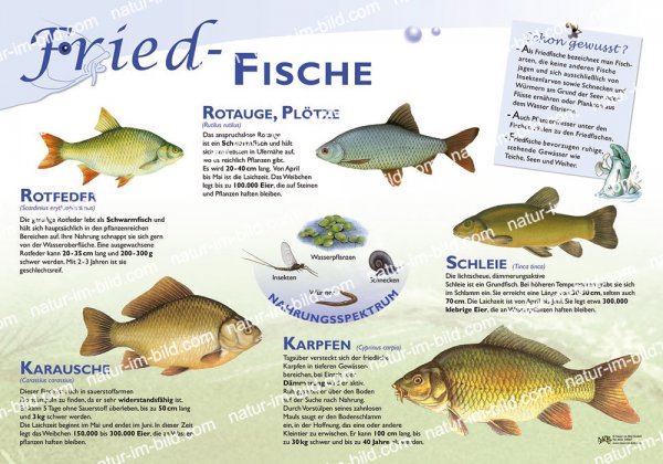 Friedfische