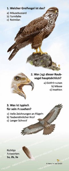 Mäusebussard