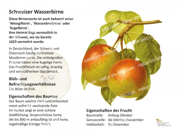 Schweizer Wasserbirne