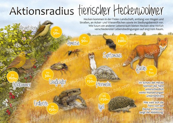 Aktionsradius tierischer Heckenbewohner