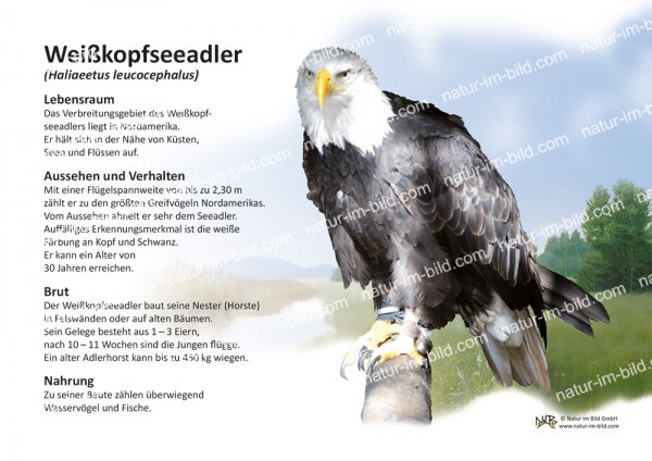Weißkopfseeadler