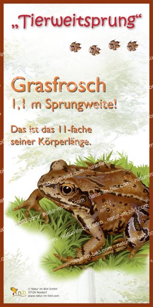 Tierweitsprung Grasfrosch