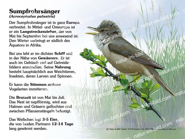 Sumpfrohrsänger
