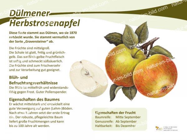 Dülmener Herbstrosenapfel