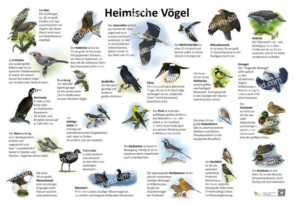 Heimische Vögel