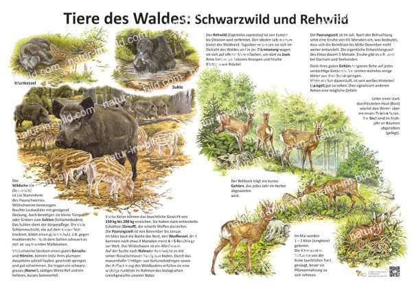Tiere des Waldes: Schwarzwild und Rehwild