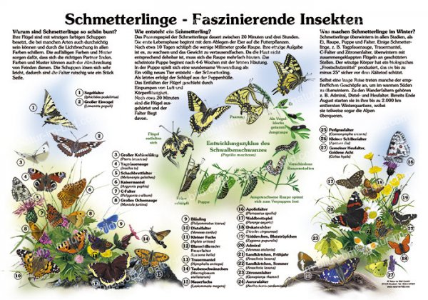 Schmetterlinge - Faszinierende Insekten