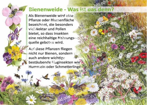Bienenweide - Was ist das denn?