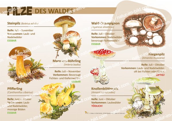 Pilze des Waldes