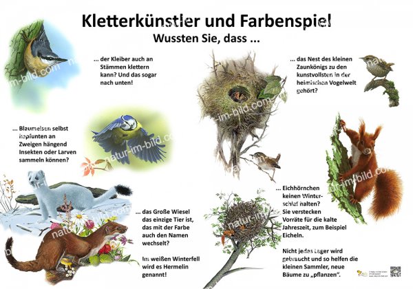 Kletterkünstler und Farbenspiel