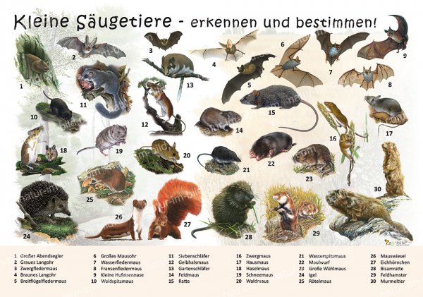 Kleine Säugetiere - erkennen und bestimmen