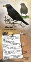 Amsel