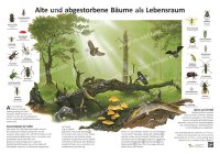 Alte und abgestorbene Bäume als Lebensraum