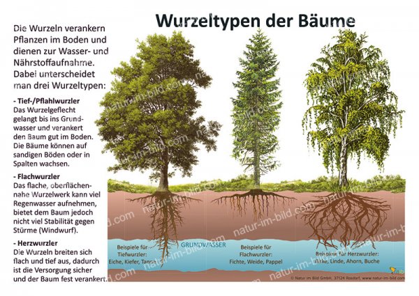 Wurzeltypen der Bäume
