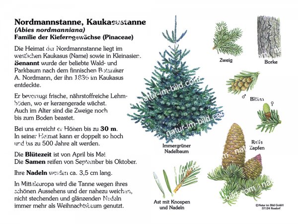 Nordmannstanne