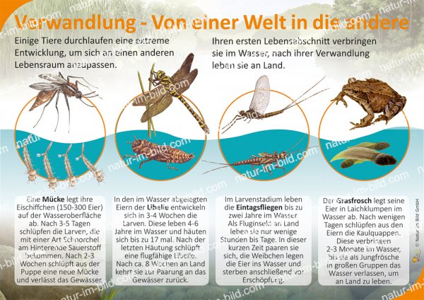 Verwandlung - Von einer Welt in die andere