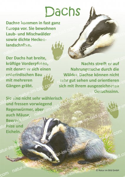 Dachs
