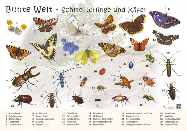 Bunte Welt - Schmetterlinge und Käfer