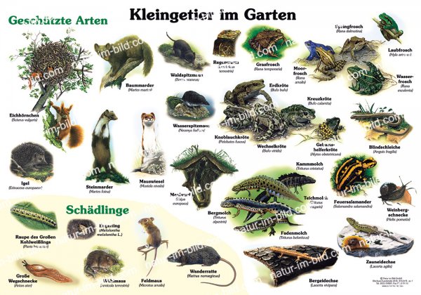 Kleingetier im Garten