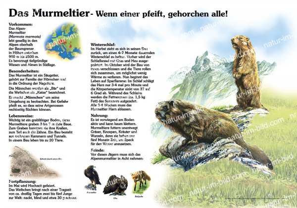 Das Murmeltier