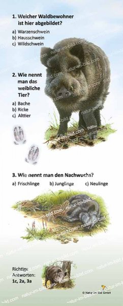 Wildschwein