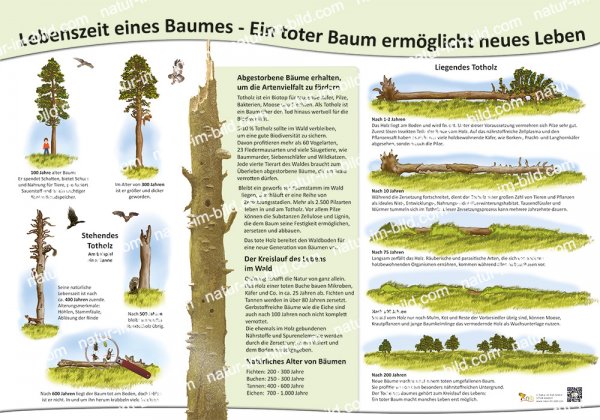 Lebenszeit eines Baumes