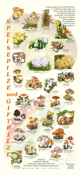 Speisepilze und Giftpilze