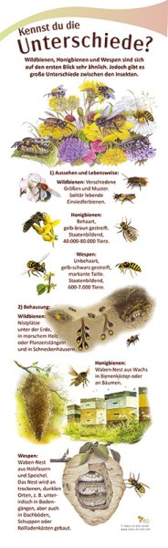 Kennst du die Unterschiede? - Bienen, 21 x 70 cm