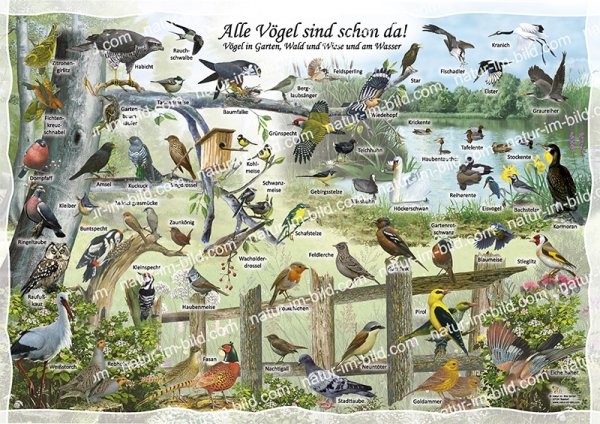 Alle Vögel sind schon da