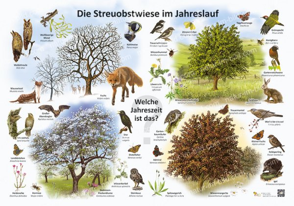 Die Streuobstwiese im Jahreslauf